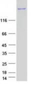 SDS-PAGE (DYSF-4000H).jpg